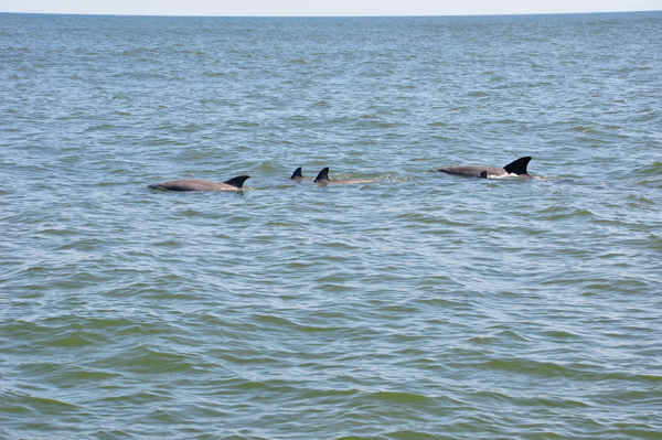 4 dolphins